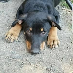 Meet your Posher, Cody